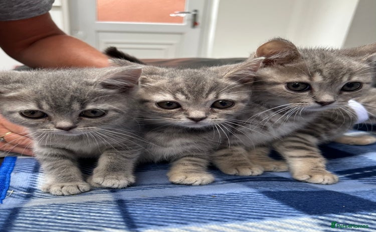 British Shorthair cats - Advert 5
