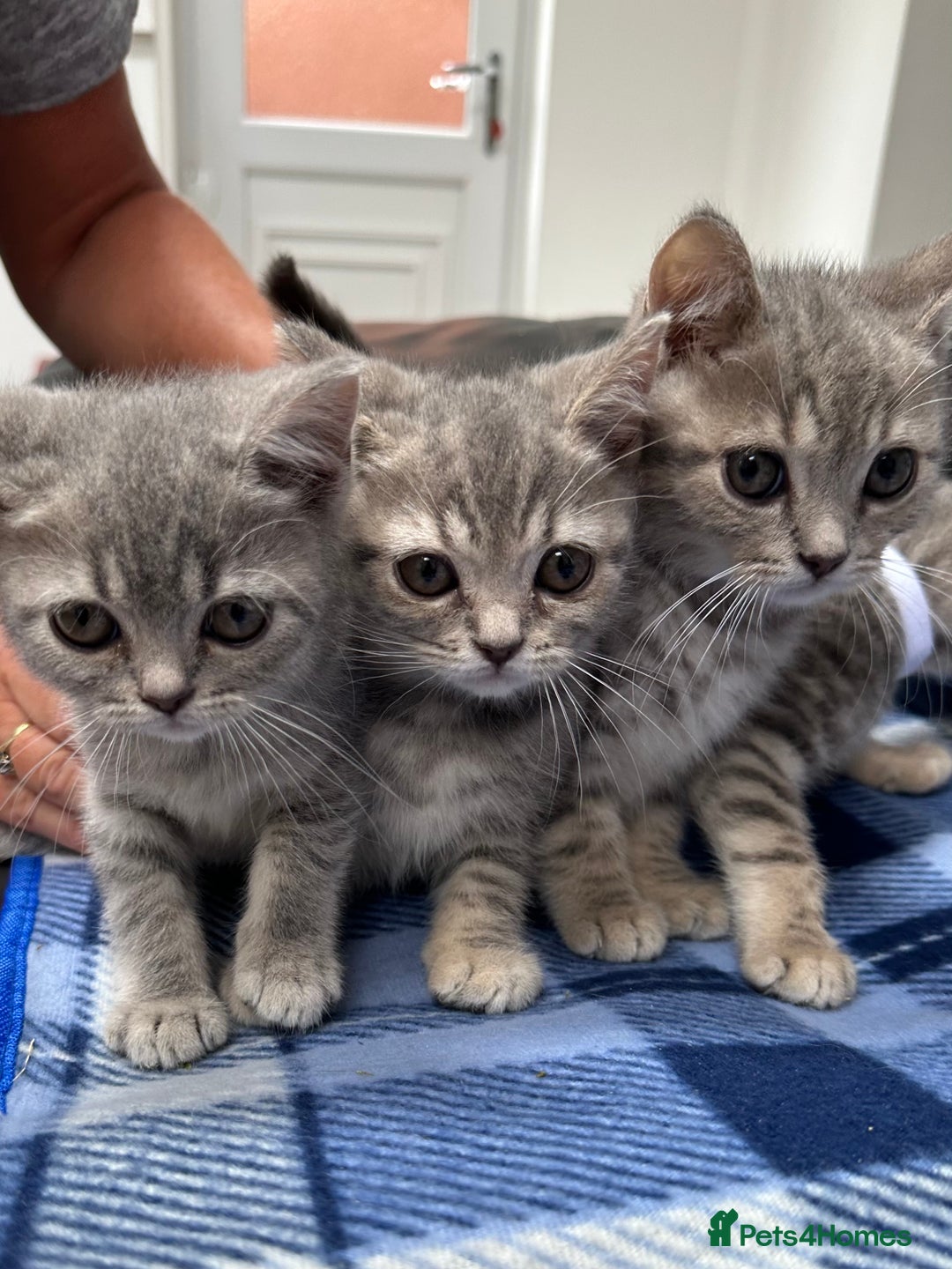 British Shorthair cats for sale: Purebred British Shorthair Grey Stripe Kittens - Image 1