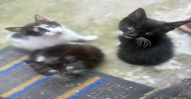 Mixed Breed cats - Advert 12