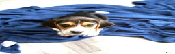 Beagle dogs for sale: Beautiful Boy Beagles - MUM DNA and Health Tested - Advert 11
