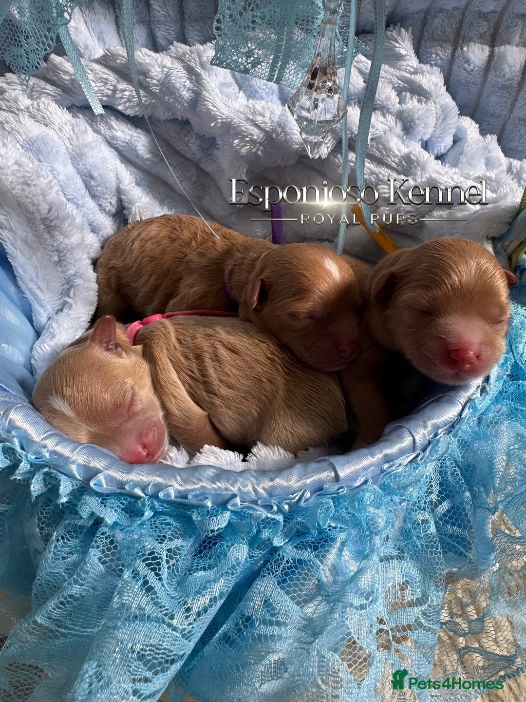 Toy Poodle dogs for stud: 🔥One-in-a-Million Asian ☕️ toy poodle DNA Stud🧸 in Thetford - Image 2