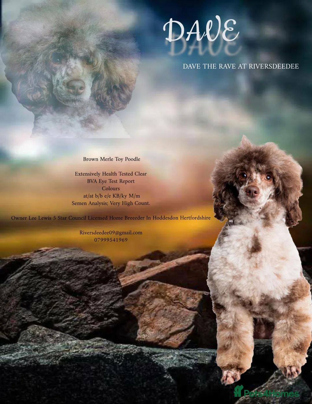 Toy Poodle dogs for stud: EXTENSIVELY HEALTH TESTED BROWN MERLE POODLE STUD in Hoddesdon - Advert 1