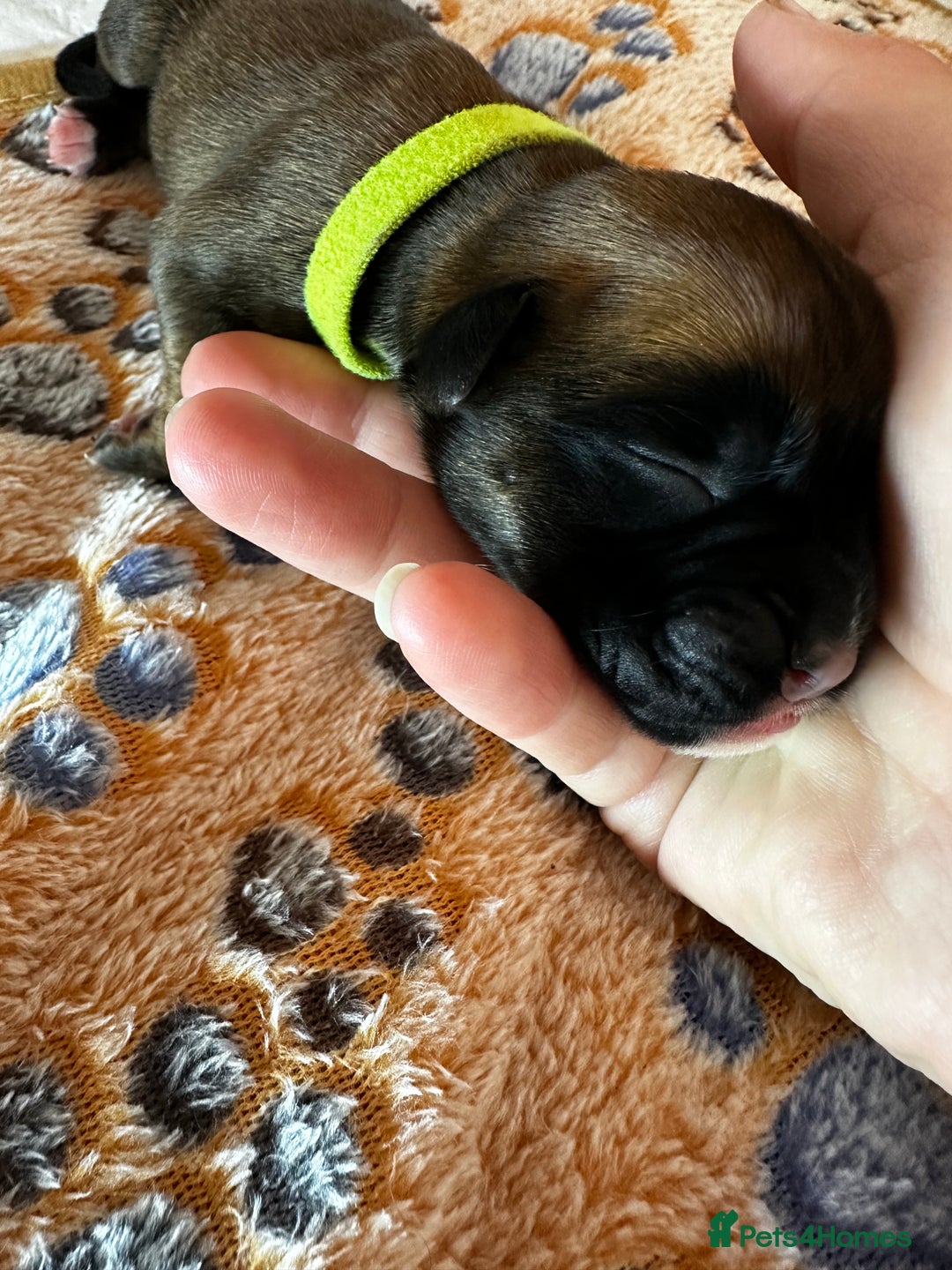 Boxer dogs for sale: Boxer Puppies KC registered  - Image 16