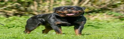 Rottweiler dogs for sale: Both Parents Elbows/hips scored, LEMP/JLPP Clear - Advert 1
