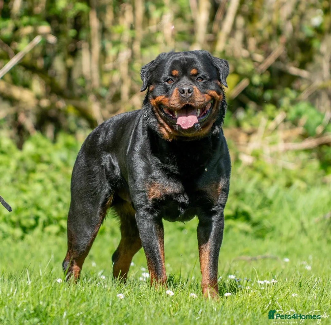 Rottweiler dogs for sale: Both Parents Elbows/hips scored, LEMP/JLPP Clear - Advert 1