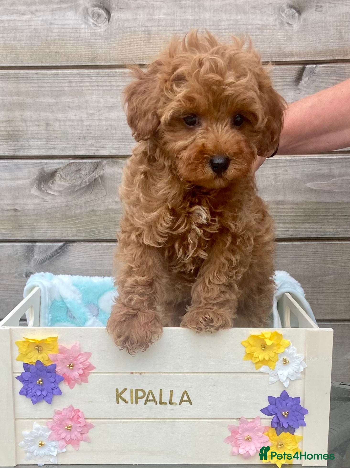 Cavapoo dogs small type toy F1B cavapoo puppies available  - Advert 2