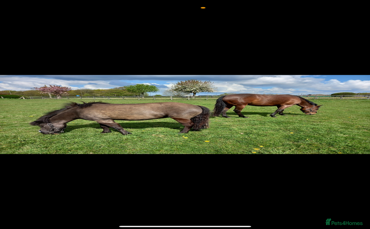 Other Breed horses - Advert 1