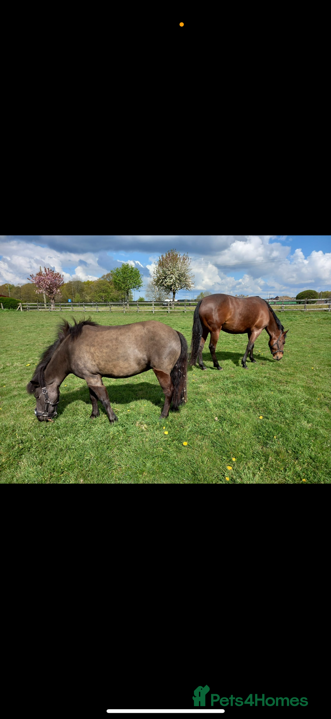 Other Breed horses for sale: 2 x MARES 15hh & 11.2hh - Image 1