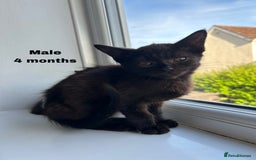 British Shorthair cats for sale: 8 Kittens - Image 1