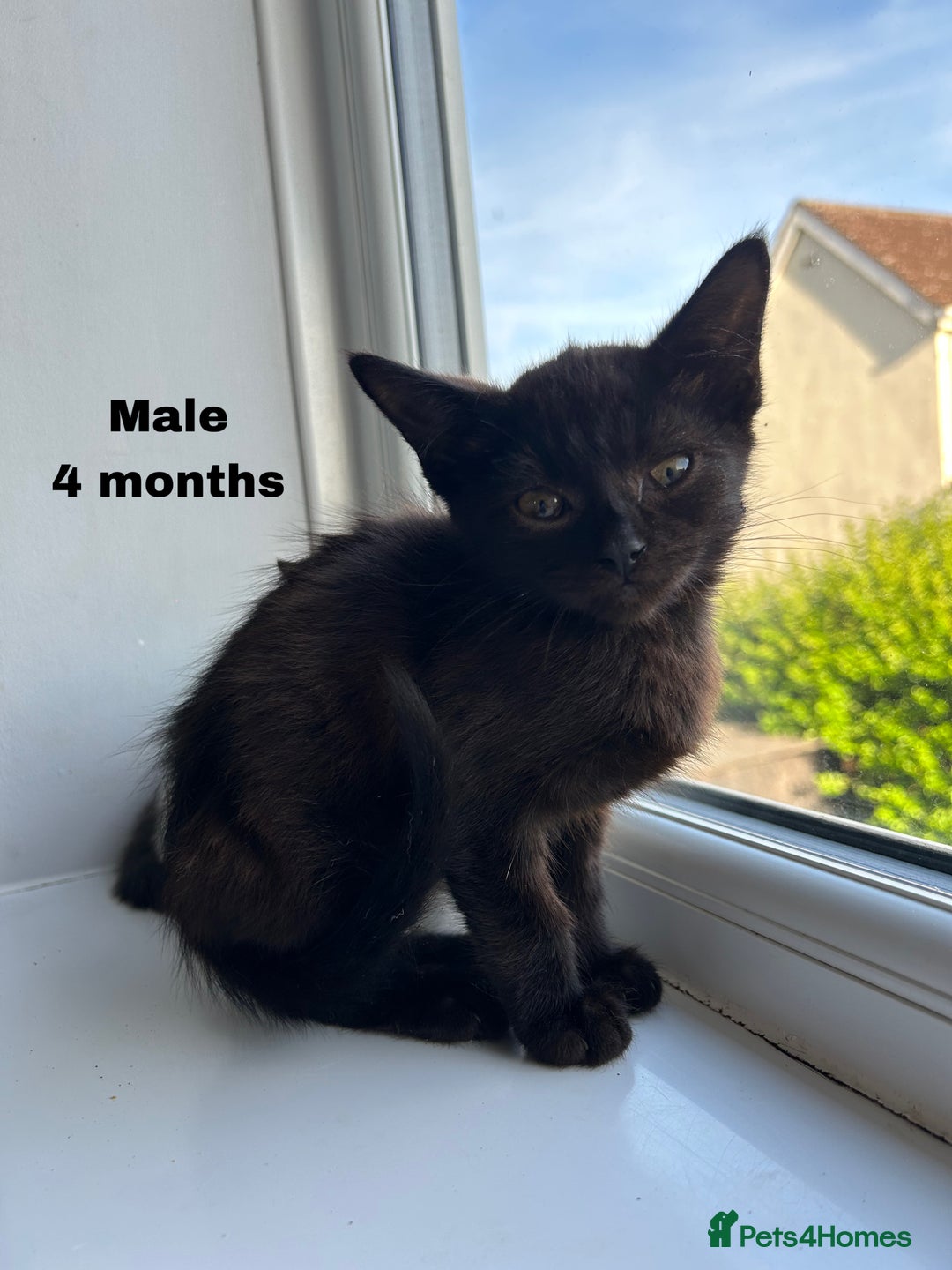 British Shorthair cats for sale: 8 Kittens - Image 1