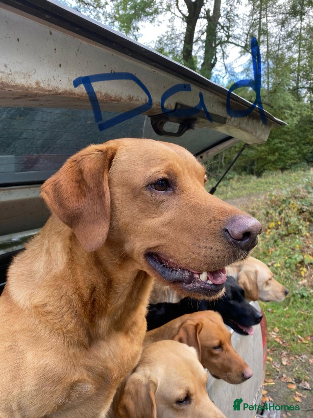 Labrador Retriever dogs for sale: Beautiful kc Labrador puppies - Advert 8