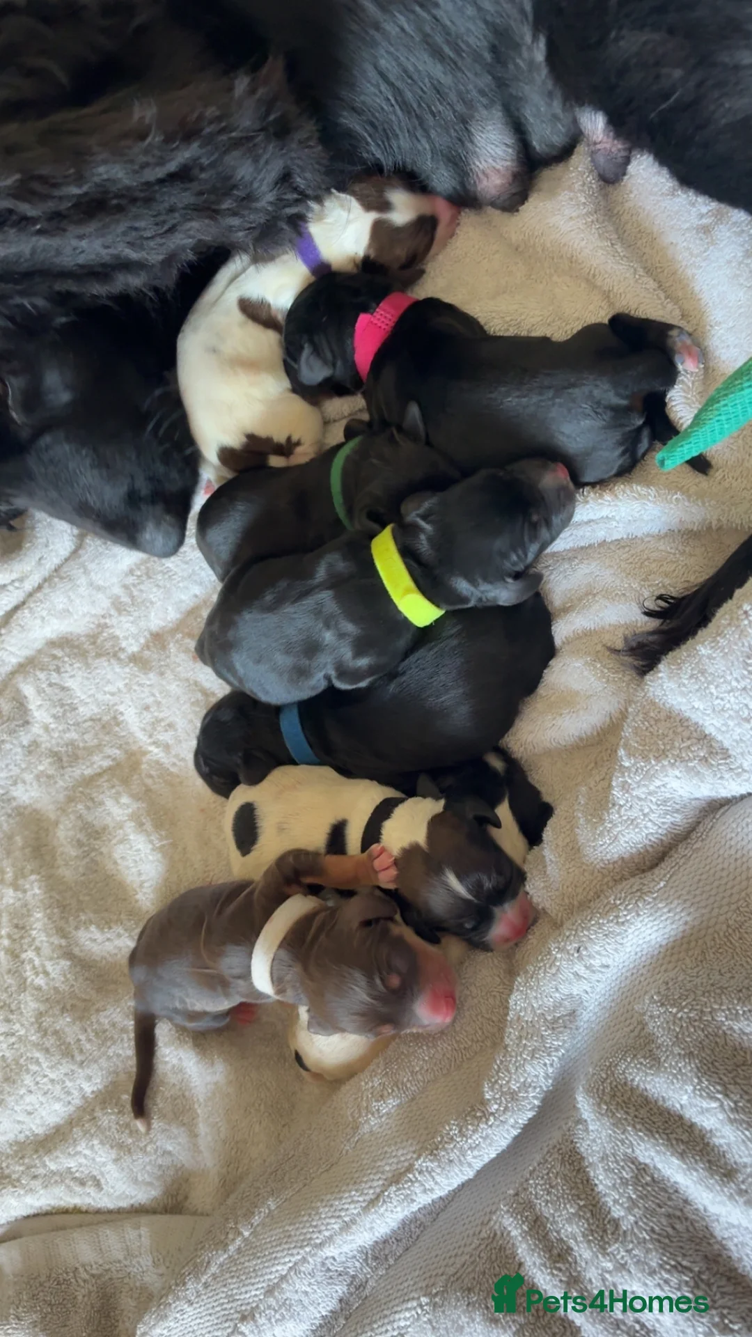 English Springer Spaniel dogs for sale: Spaniel puppies for sale  - Advert 10