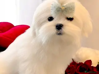 Maltese dogs 💎Last Boy Full Korean Maltese Available💎 - Advert 11