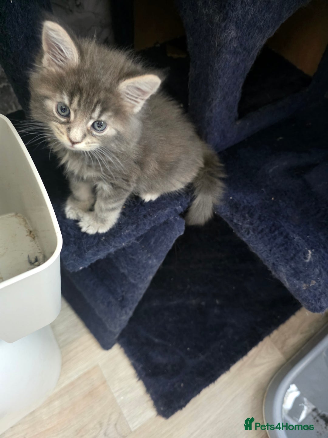 Maine Coon cats for sale: TICA REGISTERED STUNNING MAINE COON KITTENS  in Blackpool - Image 17
