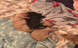 Mixed Breed dogs for sale: Lovely Cockapoo x miniature Labradoodle puppies!  - Advert 11