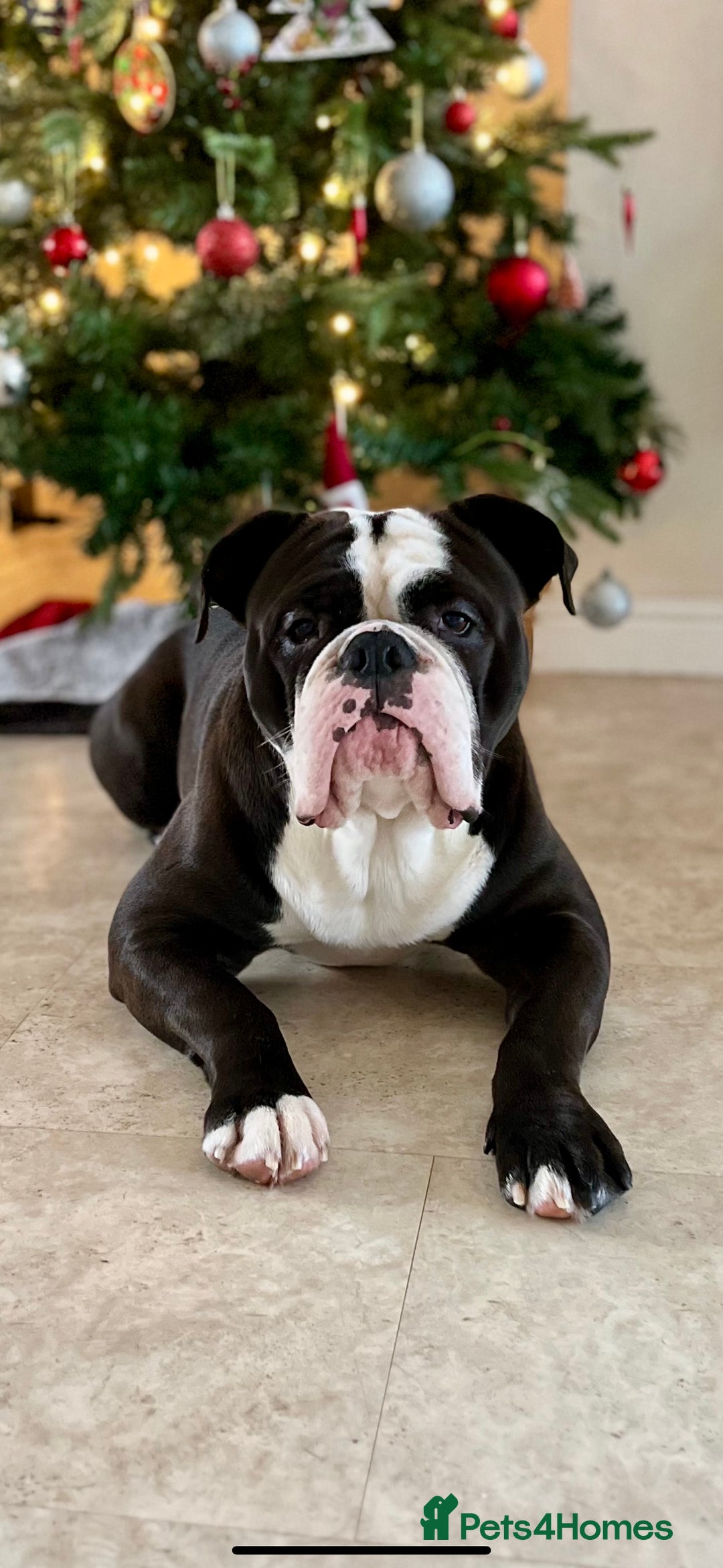 Dorset Olde Tyme Bulldogge dogs for sale: Kong (Old Tyme Bulldog) - Image 5