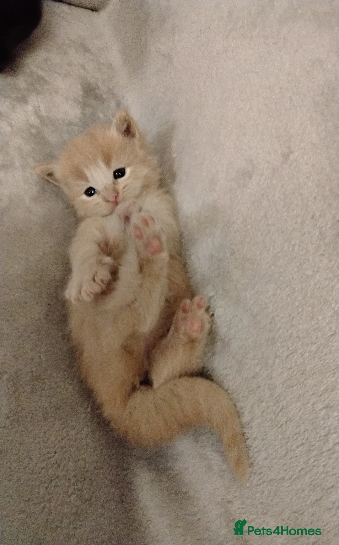 Maine Coon cats for sale: Exceptional Maine Coon kittens available - Advert 2