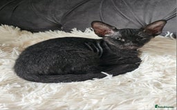 Siamese cats for sale: Siamese X Sphynx kittens - Image 9