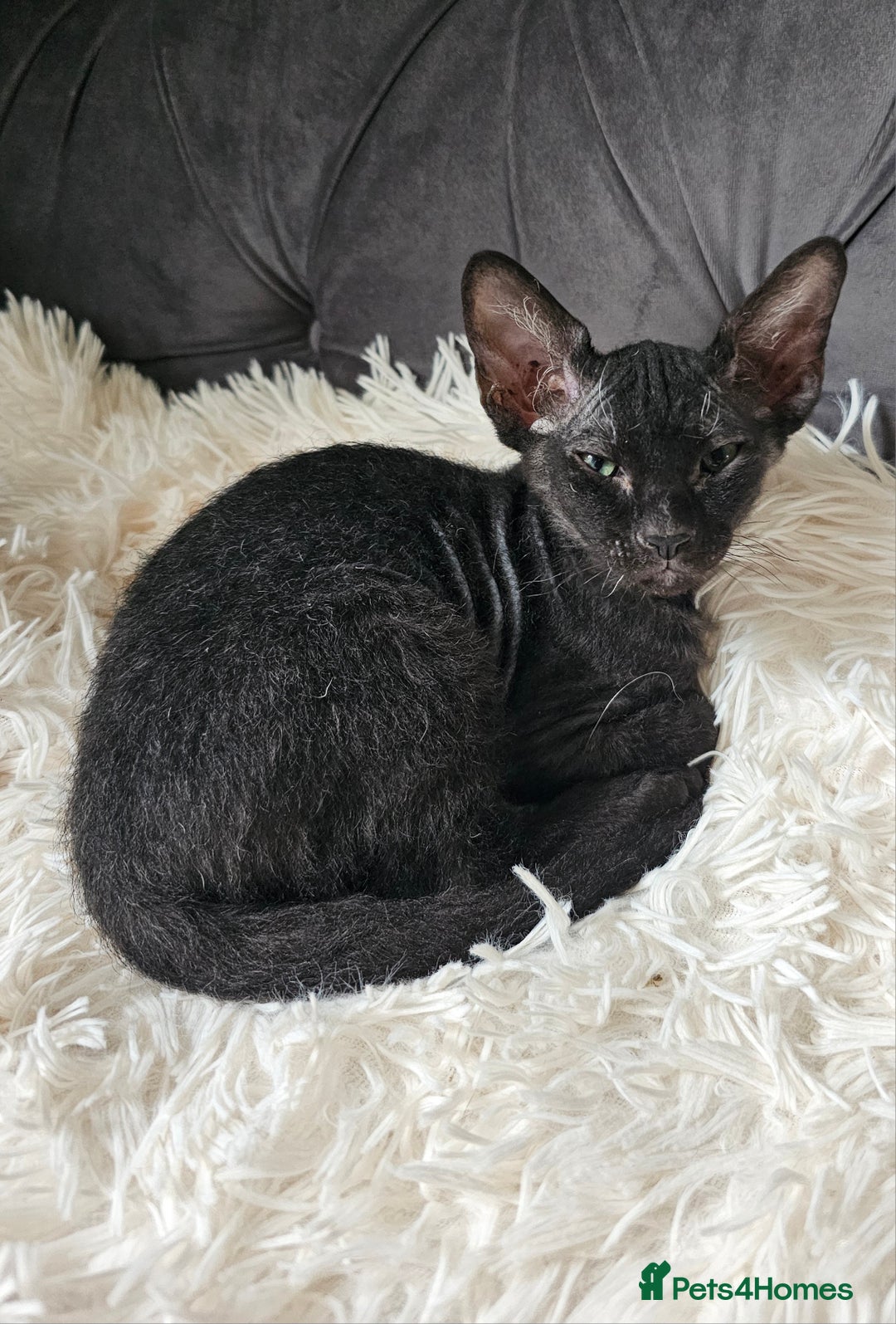 Siamese cats for sale: Siamese X Sphynx kittens - Image 9