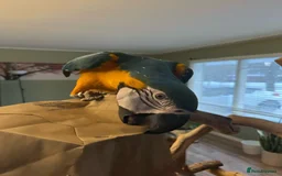 Macaws birds for sale: Beautiful Blue and gold Macaw, Green Wing Macaws - Image 5