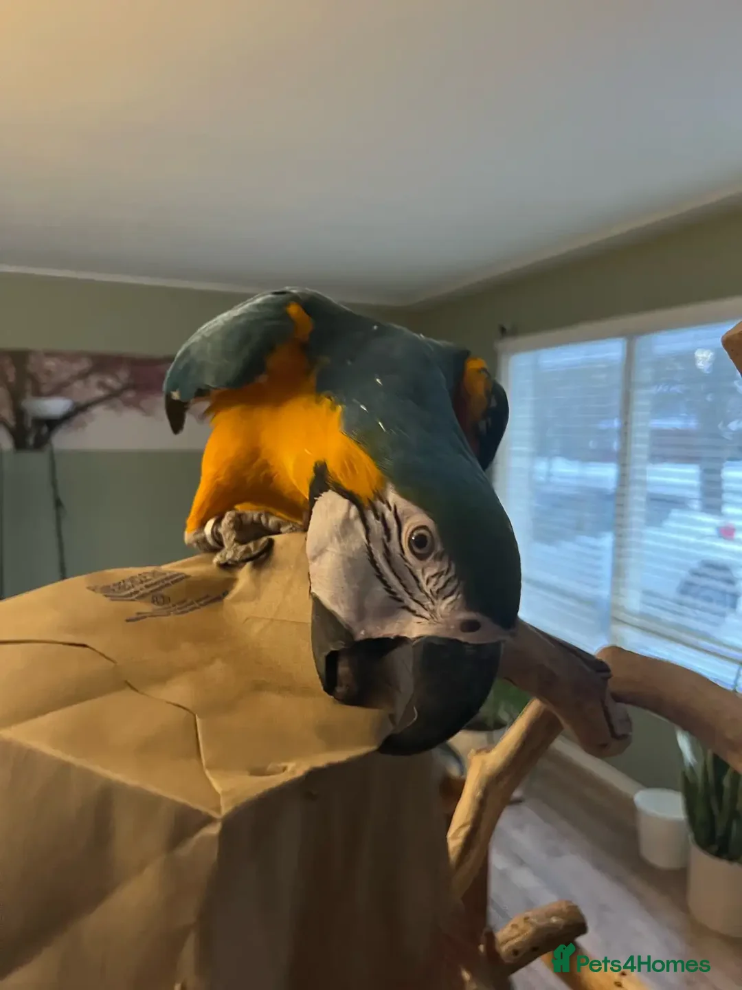 Macaws birds for sale: Beautiful Blue and gold Macaw, Green Wing Macaws - Image 5