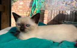 Ragdoll cats for sale: Beautiful Pure Ragdoll Kittens - Image 6