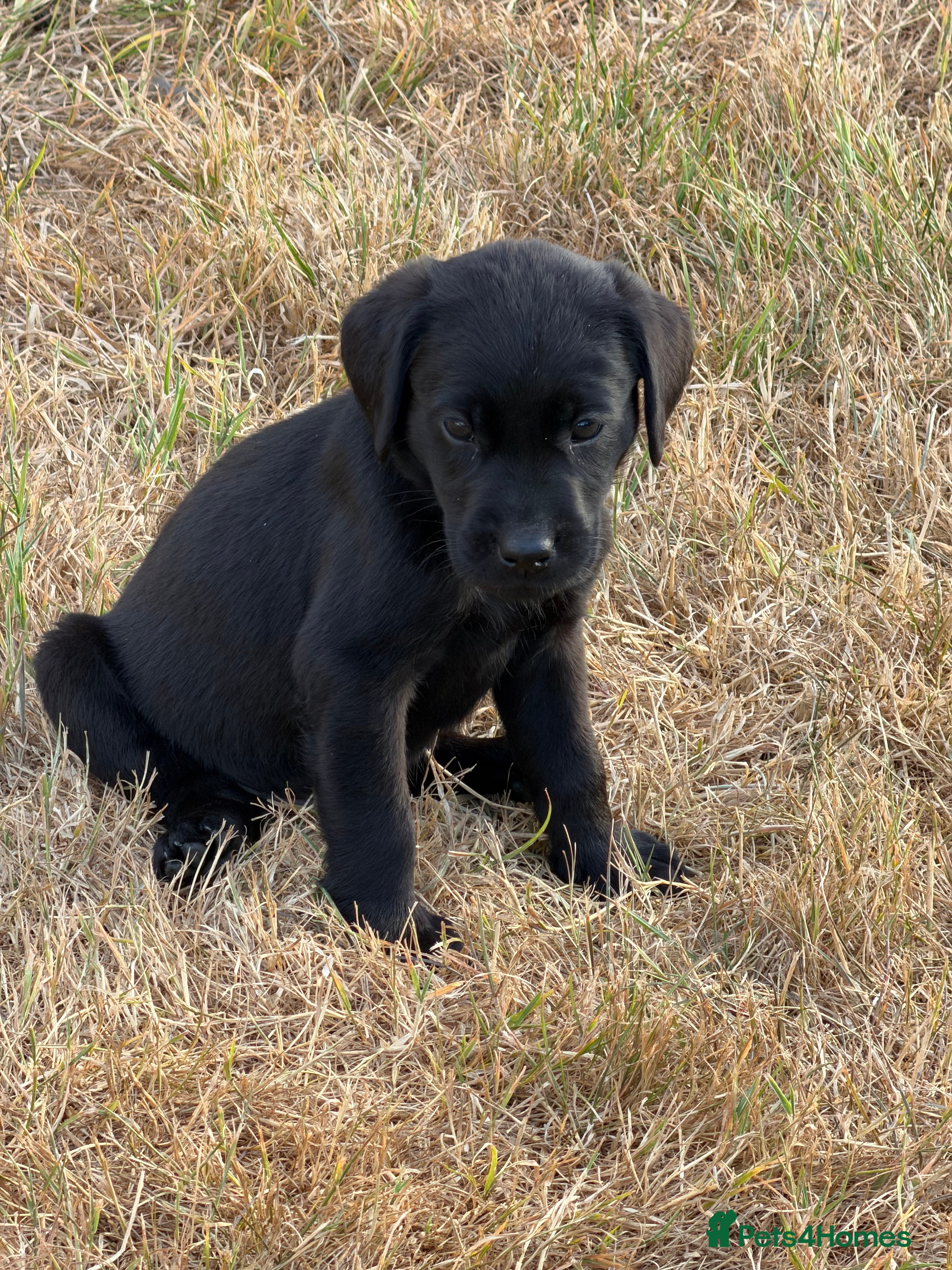 Labrador Retriever dogs KC Labrador puppies  - Advert 2