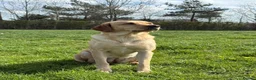 Labrador Retriever dogs for sale: Outstanding litter of yellow/fox red labradors - Advert 22