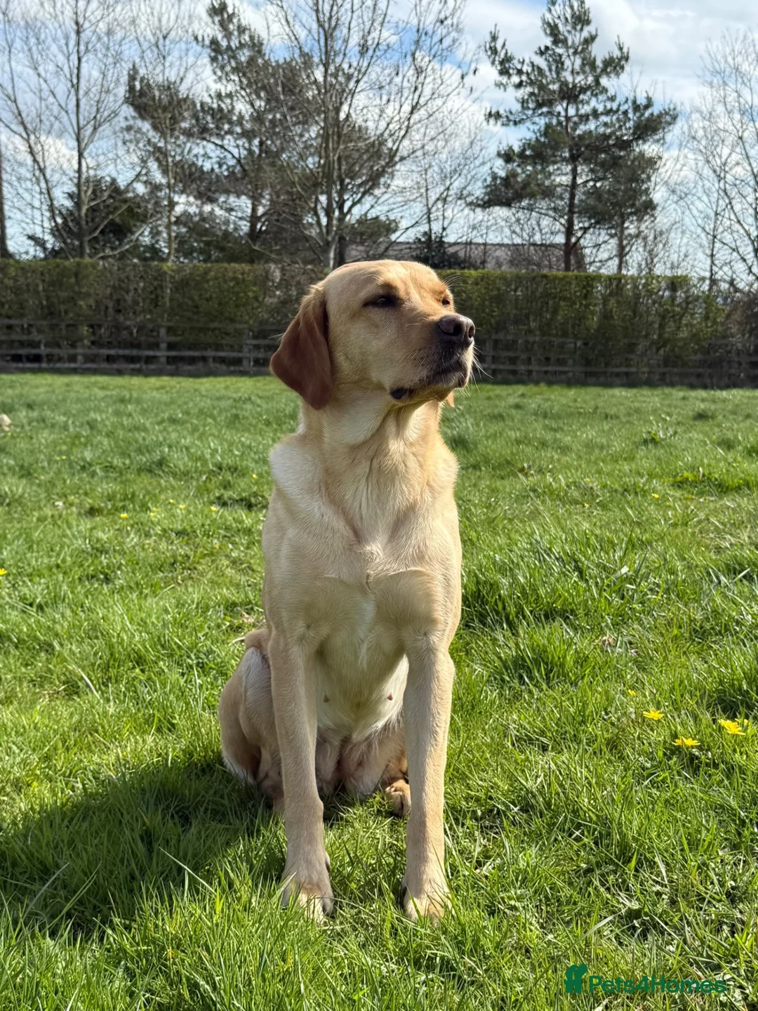 Labrador Retriever dogs for sale: Outstanding litter of yellow/fox red labradors - Advert 22