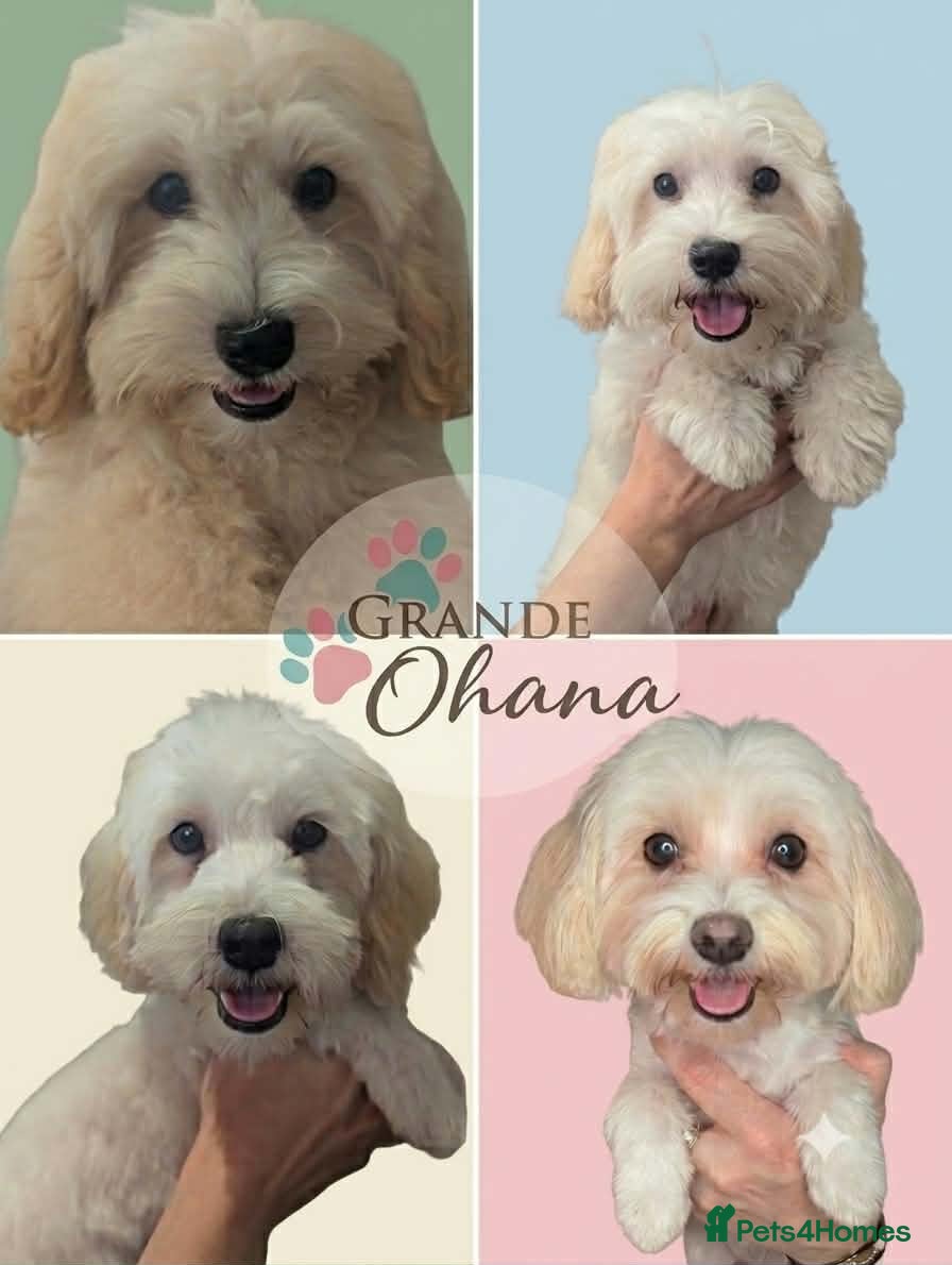 Maltipoo dogs F1 Maltipoo Puppies Available 3 boys, 1 girl - Advert 5