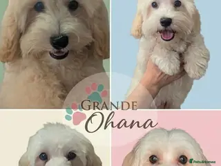Maltipoo dogs F1 Maltipoo Puppies Available 3 boys, 1 girl - Advert 5