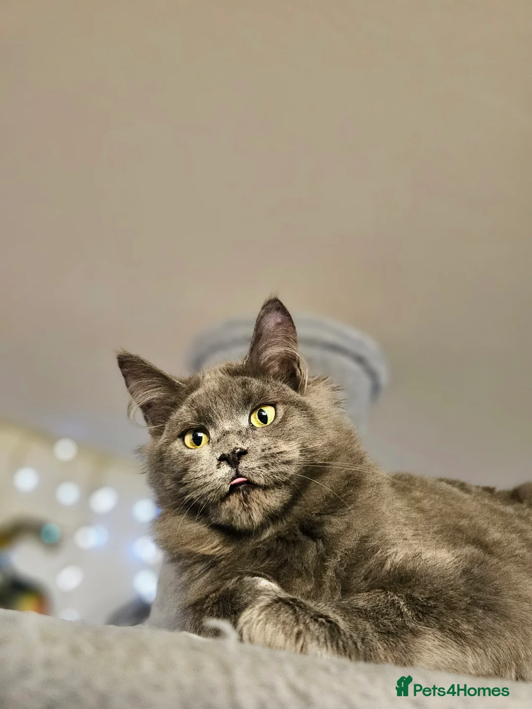 Maine Coon cats for sale: 🔥*STUNNING Litter of 6 Solid*💎*Blue Maine Coon💎 - Advert 2