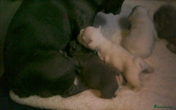 French Bulldog dogs for sale: FRENCH BULLDOG PUPPYS - Image 3