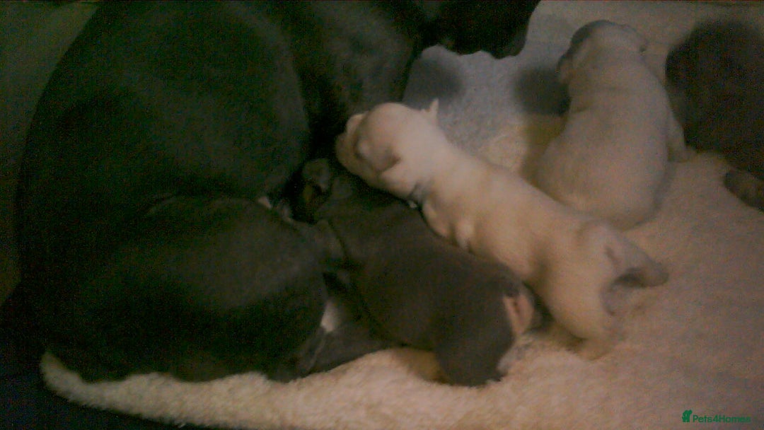 French Bulldog dogs for sale: FRENCH BULLDOG PUPPYS - Image 3