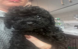 Yorkiepoo dogs for sale: 1 beautiful yorkiepoo ready to leave 🥰🥰 - Image 21