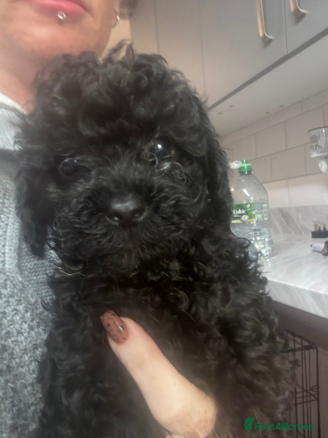 Yorkiepoo dogs for sale: 1 beautiful yorkiepoo ready to leave 🥰🥰 - Image 21