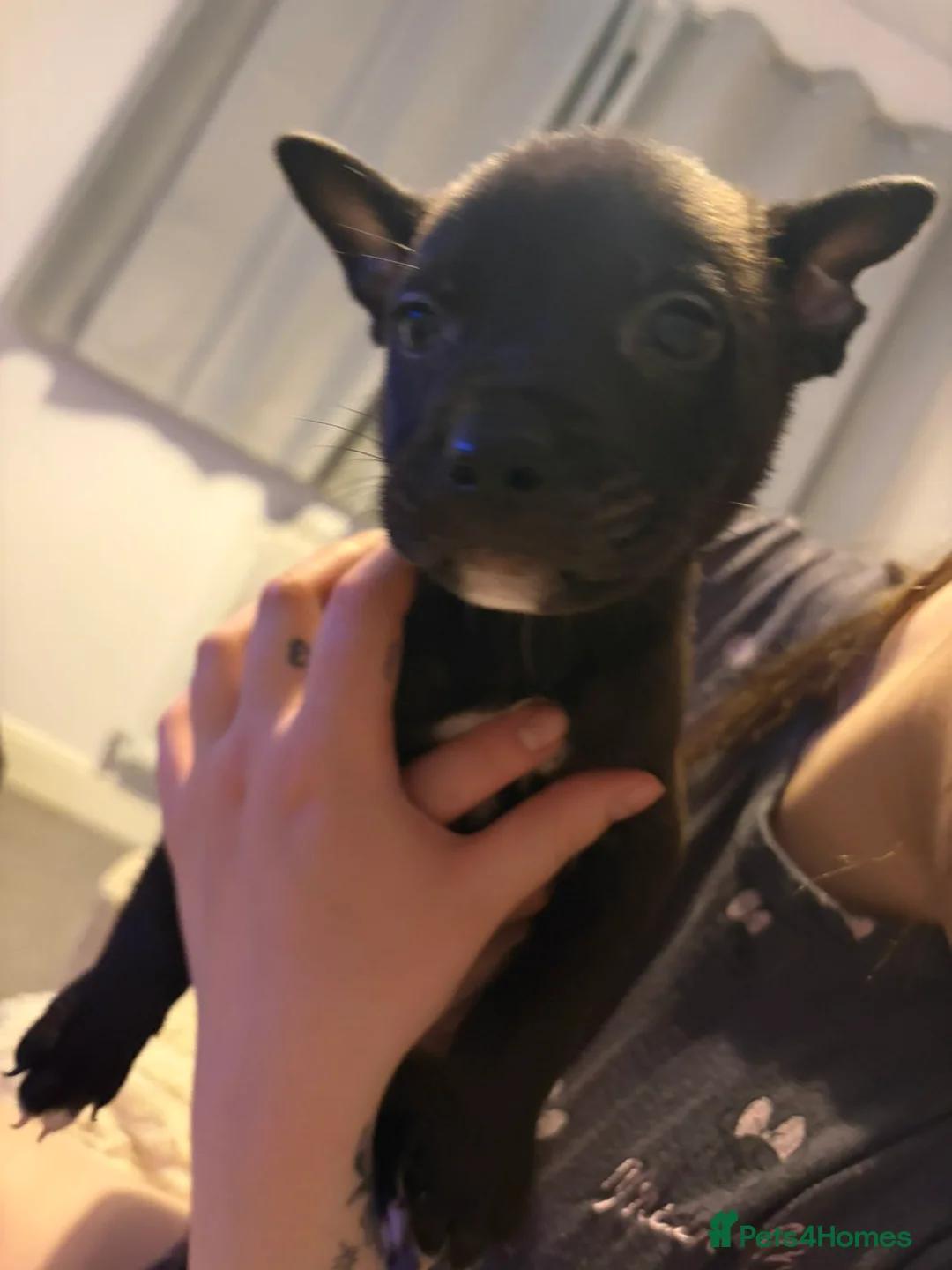 Mixed Breed dogs for sale: Bull herders 🩷 in Chester - Advert 2