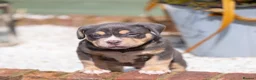 American Bully dogs for sale: American Bully ABKC registered  - Advert 10