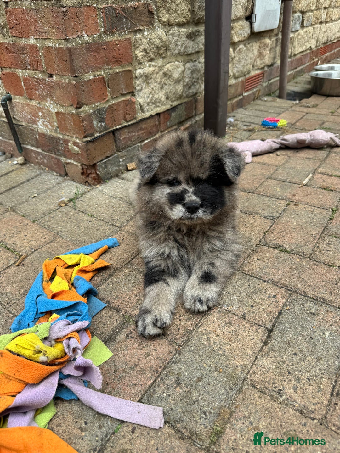 Chow Chow dogs for sale: 🩷🩵🩷Five beautiful girl & boy chow chows 🩵🩷 - Image 1