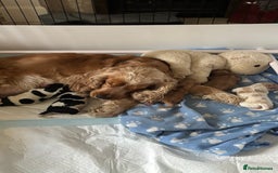 Cocker Spaniel dogs for sale: KC Reg Show Cocker Rizi Bizi bloodline Puppies - Image 26
