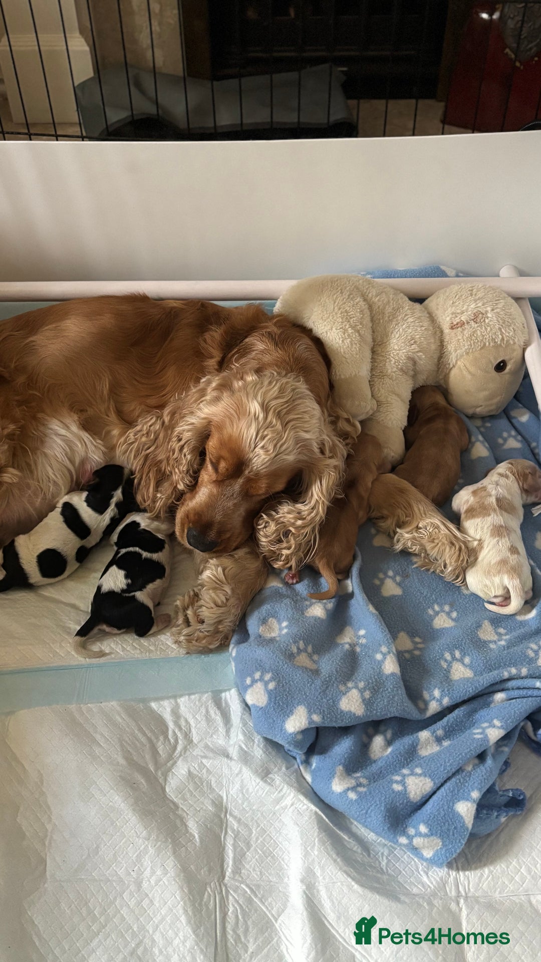 Cocker Spaniel dogs for sale: KC Reg Show Cocker Rizi Bizi bloodline Puppies - Image 26
