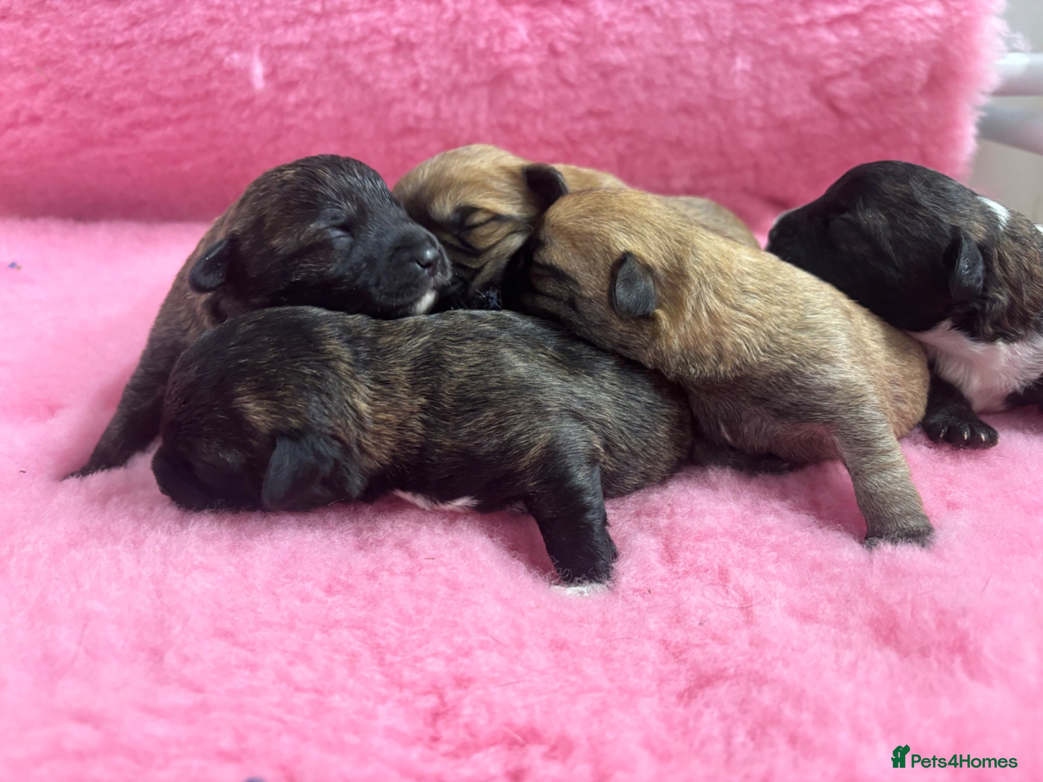 Mixed Breed dogs F1 Cairndoodle Puppies  - Advert 3