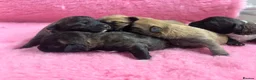 Mixed Breed dogs for sale: F1 Cairndoodle Puppies  - Advert 2