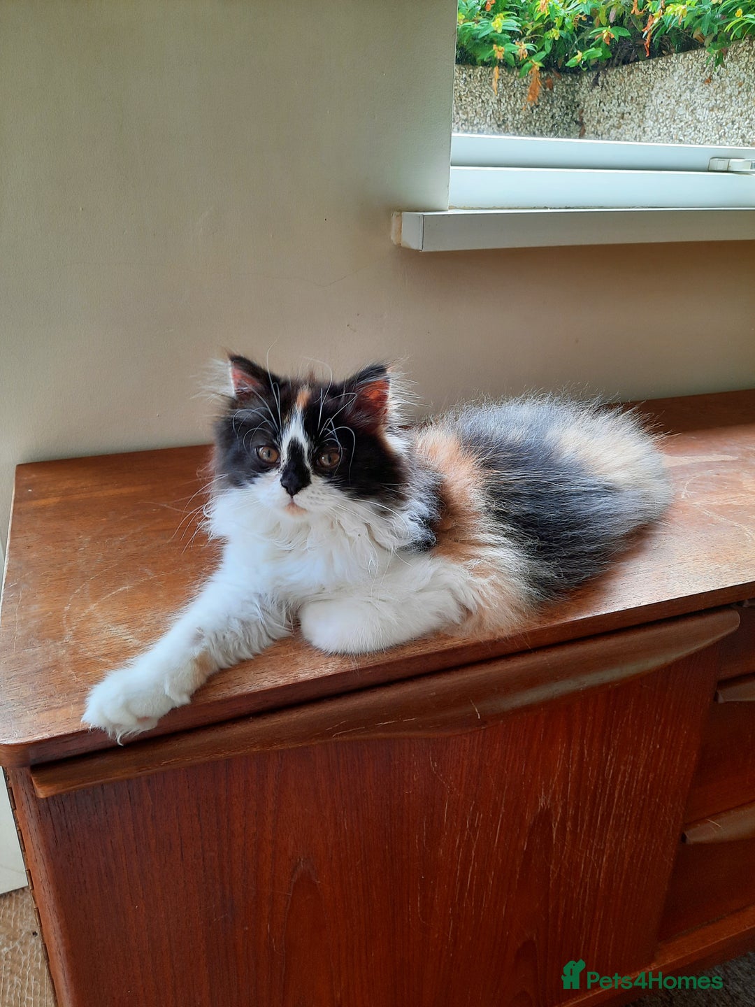 Scottish Fold cats for sale: SOLD----TICA Registered Scottish Straight Neutered - Image 4