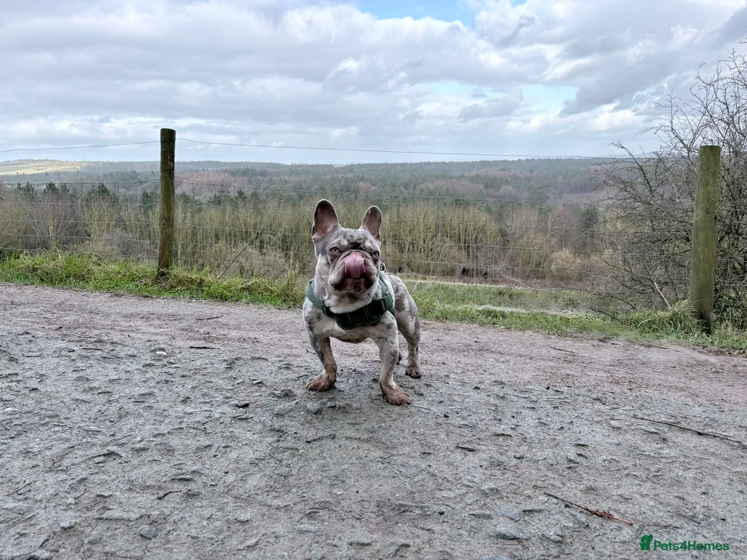 French Bulldog dogs for stud: French Bulldog For Stud in Liverpool - Advert 2
