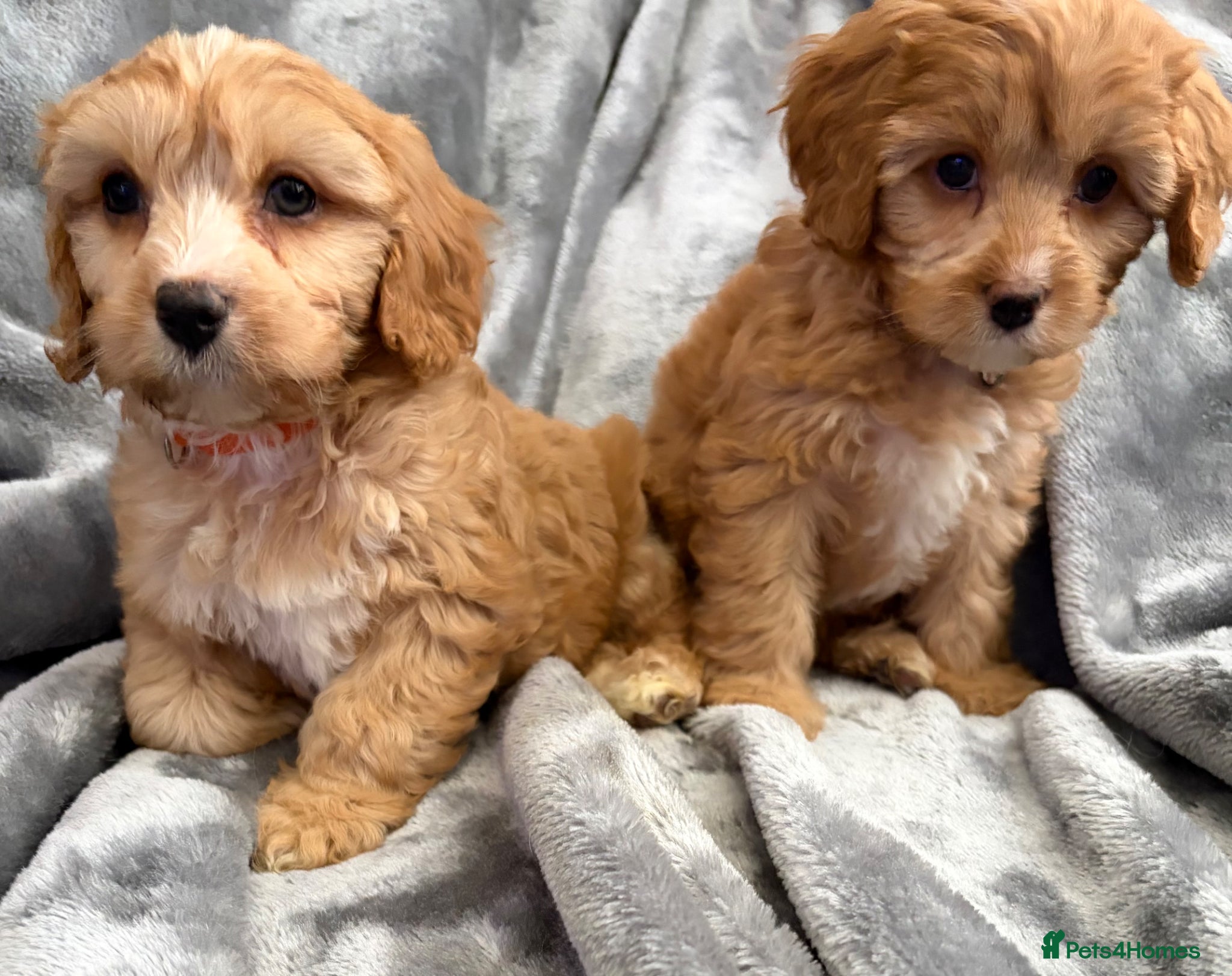 Cavapoo dogs EXTENSIVELY HEALTH TESTED F1 CAVAPOO BABIES  - Advert 2