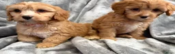 Cavapoo dogs for sale: EXTENSIVELY HEALTH TESTED F1 CAVAPOO BABIES  - Advert 6