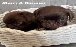 Pug dogs for sale: Amazing KC registered pug puppies - Image 3