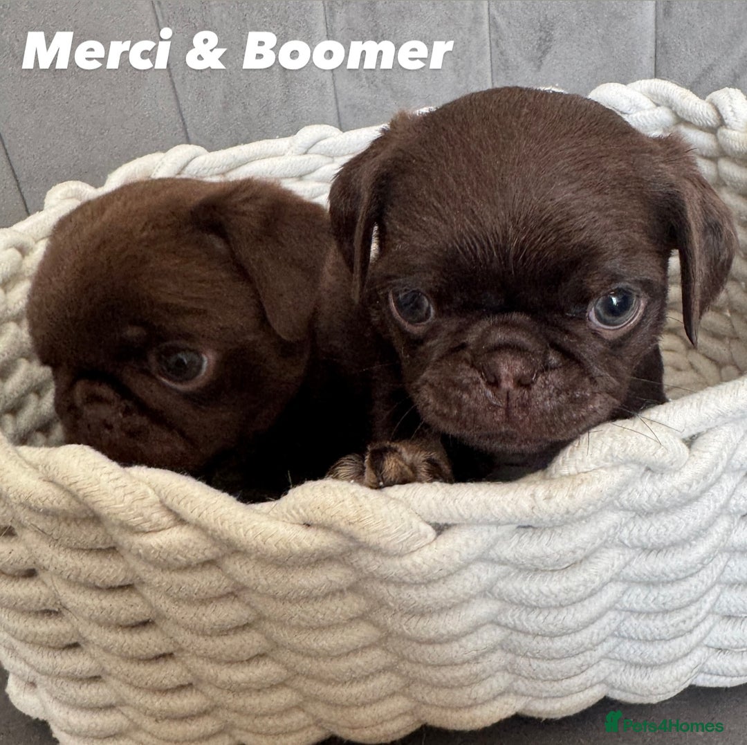 Pug dogs for sale: Amazing KC registered pug puppies - Image 3