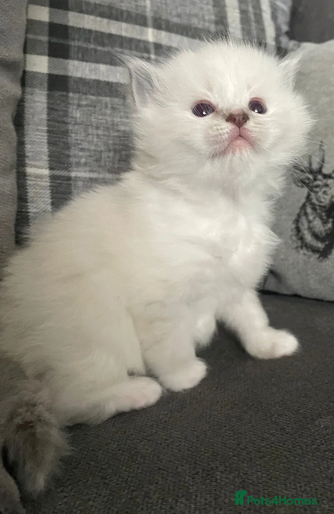 Ragdoll cats for stud: Gccf active large blue mitted ragdoll stud loki in Wakefield - Advert 9